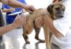 Dia D é neste sábado, mas cães e gatos já podem ser vacinados contra a raiva na Capital