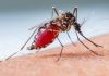 Cientistas alertam para risco de epidemia de zika no Brasil.